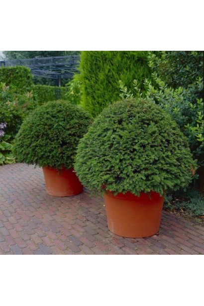 Тис ягідний Топіар Куля фото